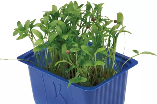 Ghoa Cress - photo1