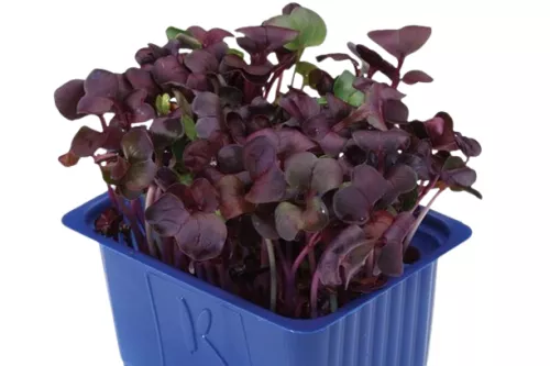 Shiso Rouge - photo1
