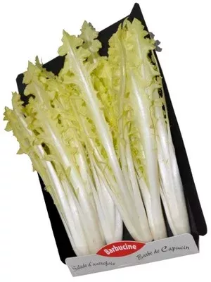 Endive Barbucine - Photo 1