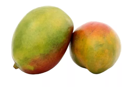 Mangue - photo1
