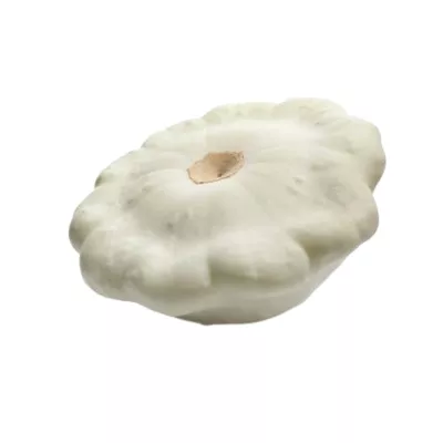 Courge Pâtisson - photo1
