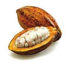 Cabosse de Cacao - Photo 2