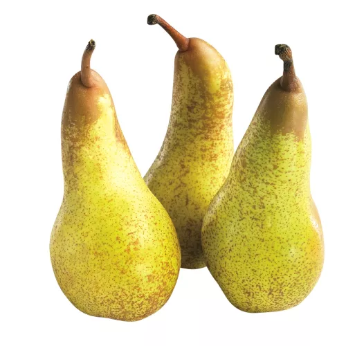 Poire Abate - photo1