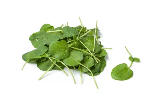Bio : Pourpier - photo1