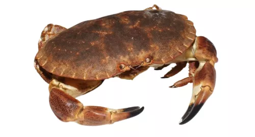 Tourteau Vivant (Crabe) - photo1