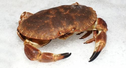 Tourteau Vivant (Crabe) - Photo 1