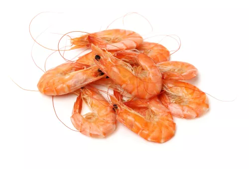 Bio : Crevettes Roses - photo2