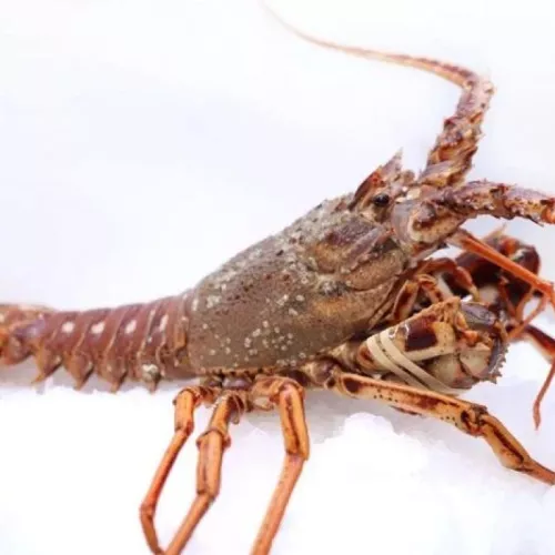 Langouste Vivante Royale - photo1