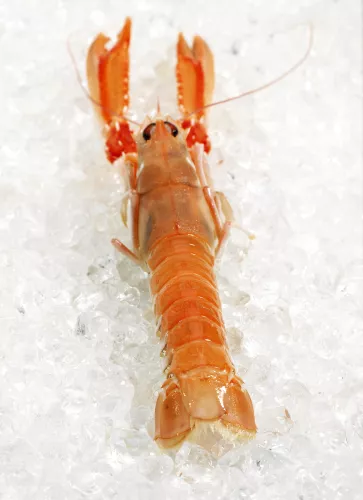 Langoustine Crue - photo2