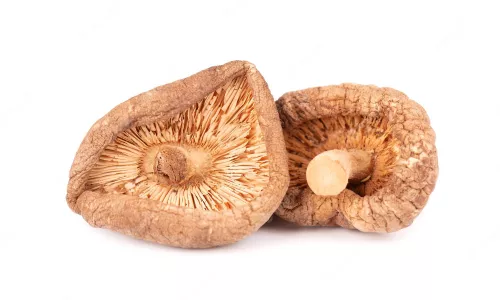 Bio : Champignon Shii-take - photo1