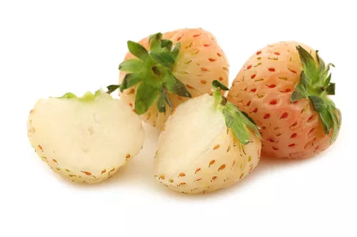 Fraise Blanche (Quantité Limitée) - photo1