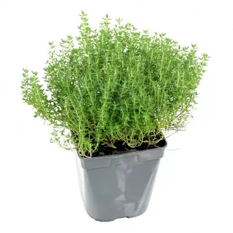 Thym Citronné en Pot - photo1