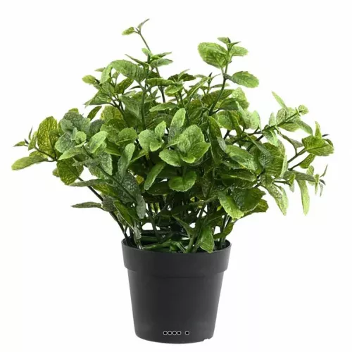 Menthe en Pot - photo1