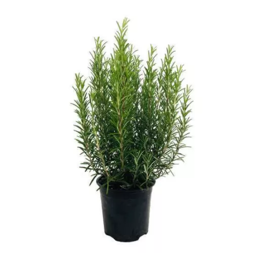 Romarin en Pot - photo1