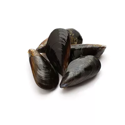 Moule - photo1