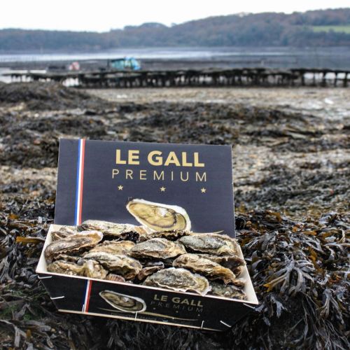 Huître de Bretagne Creuse Premium N2  - Le Gall - Photo 2