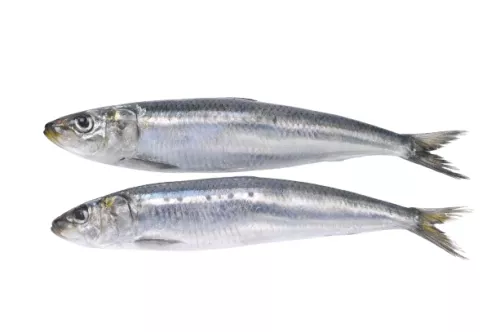 Anchois Méditerranée - photo1