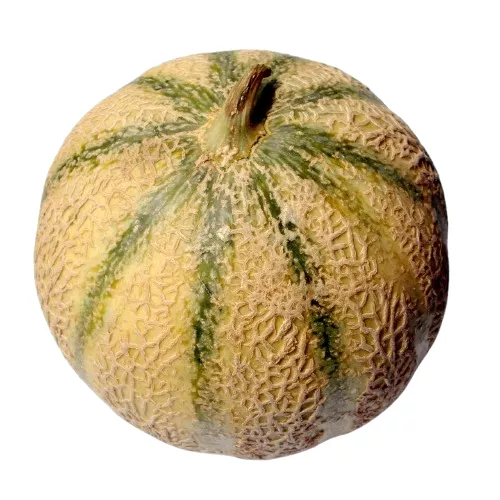Melon de Cavaillon - photo1