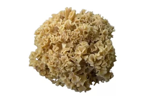 Champignon Sparassis Crépu - photo1