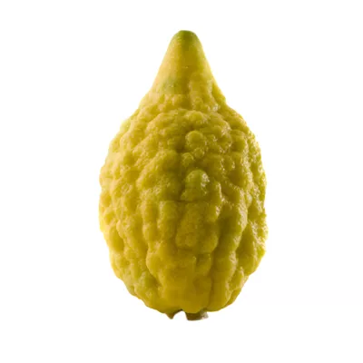 Cédrat - photo1