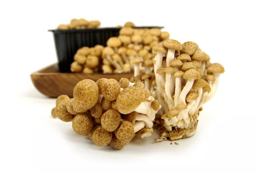 Champignon Shimeji - photo1