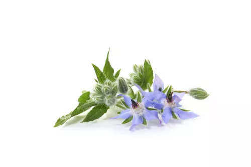 Fleurs de Tagète Saveur Fruit de la Passion - photo1
