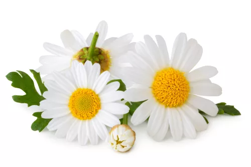 Fleurs de Fenouil Saveur Anisée - photo1