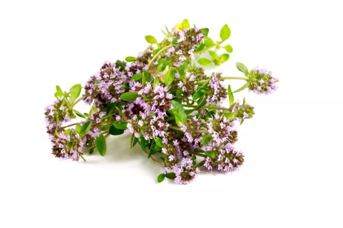 Fleurs de Muflier Saveur Févette - photo1