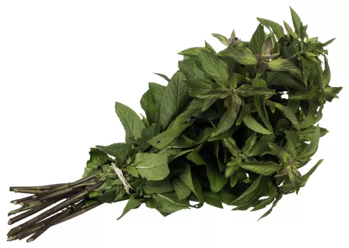Menthe Fraîche en Botte - photo1
