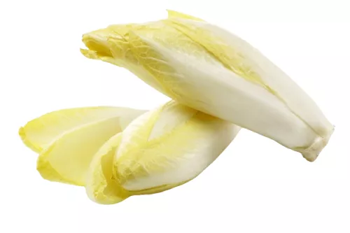 Mini Endive - photo1