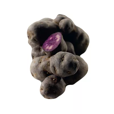 Pomme de Terre Vitelotte - Photo 1