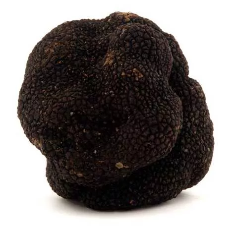 Truffe Noire - photo3