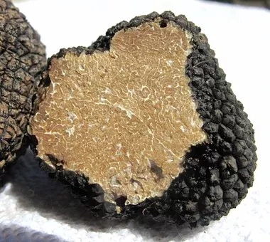 Truffe Noire - photo2
