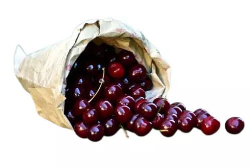 Cerise - photo2