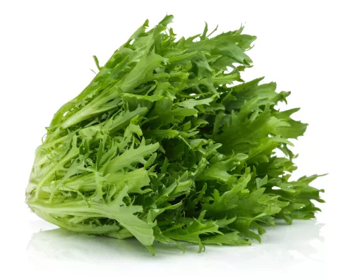 Frisée Fine - Photo 1