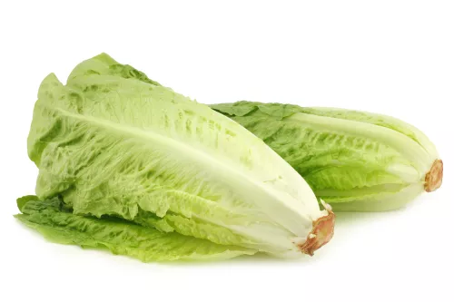 Romaine - Photo 1