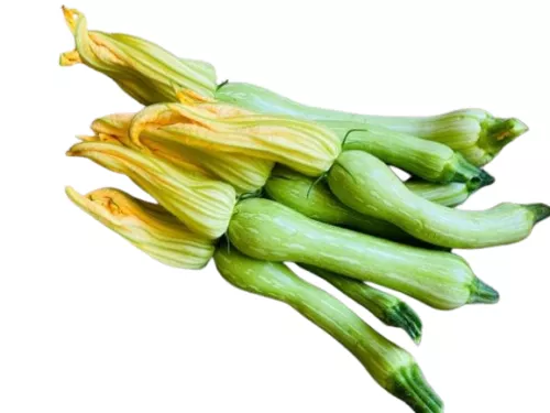 Courgette Trompette - photo1