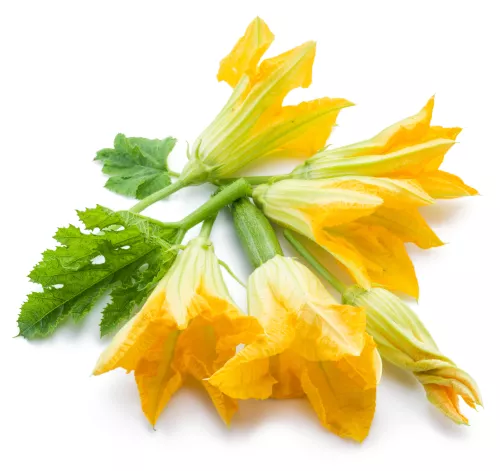 Bio : Fleur de Courgette - Photo 1