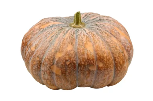 Courge Musquée - photo2