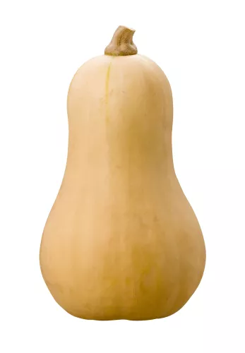 Bio : Butternut - photo2