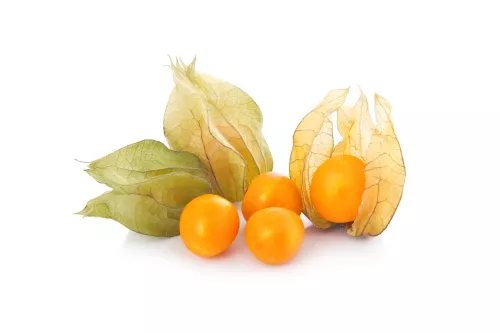 Physalis - Photo 1