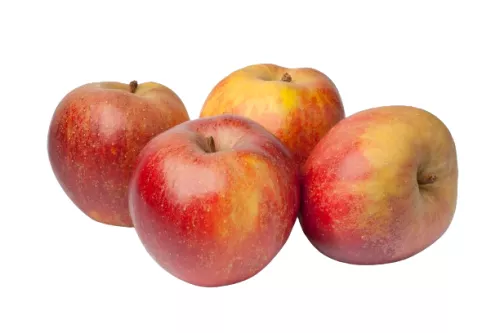 Pomme Boskoop - photo1