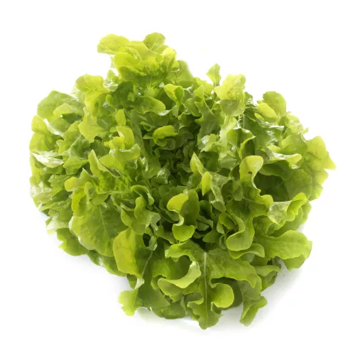 Bio : Feuille de Chêne Blonde - photo1