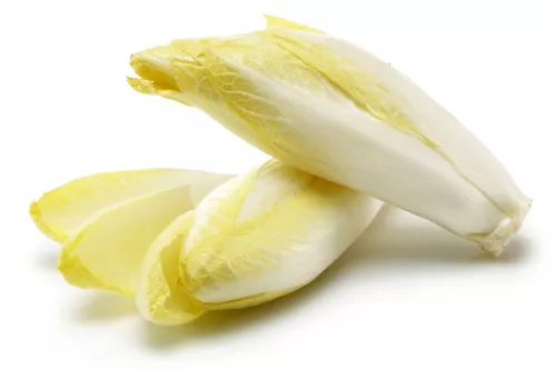 Bio : Endive de Terre - Photo 1