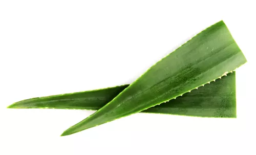 Bio : Aloe Vera - Photo 1